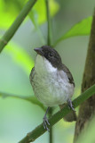 Puerto Rican Tanager