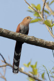 Squirrel Cuckoo