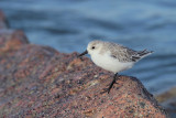 Sanderling