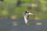 Killdeer