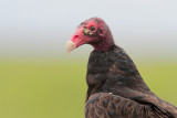 Turkey Vulture