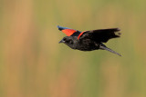 Red-winged Blackbird