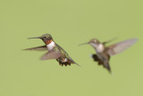 Ruby-throated Hummingbird