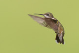 Ruby-throated Hummingbird