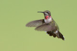 Ruby-throated Hummingbird
