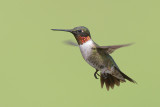 Ruby-throated Hummingbird, Migrating Marvel 09-15-2012