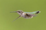 Ruby-throated Hummingbird
