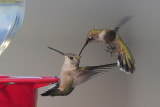 Ruby-throated Hummingbird