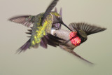 Ruby-throated Hummingbird