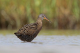 Clapper Rail