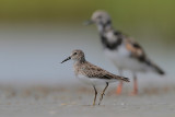 Least Sandpiper