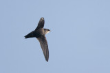 Chimney Swift