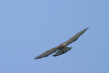 Broad-winged Hawk