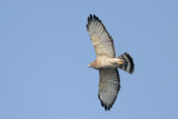 Broad-winged Hawk