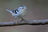 Black-and-white Warbler