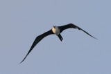 Magnificent Frigatebird