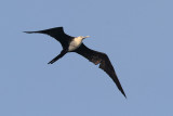 Magnificent Frigatebird