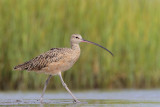 Long-billed Curlew