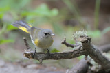American Redstart