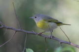 Nashville Warbler