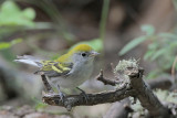 Chestnut-sided Warbler