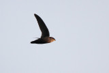 Chimney Swift