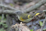 American Redstart