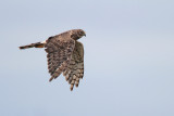 Northern Harrier