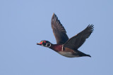 Wood Duck