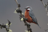 Giant Conebill