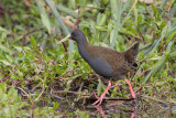 Plumbeous Rail