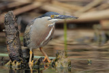 Striated Heron