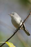 Blue-gray gnatcatcher