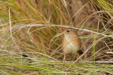 Sedge Wren