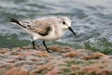 Sanderling