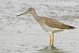 Greater Yellowlegs