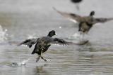 American Coot