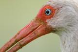 White Ibis