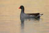 Common Moorhen