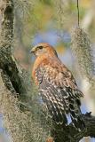 Red-shouldered Hawk