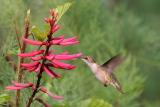 Ruby-throated Hummingbird