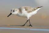 Sanderling