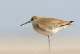 Willet