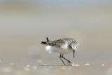 Western Sandpiper