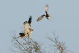 Northern Harrier