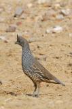 Scaled Quail