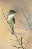 Eastern Phoebe