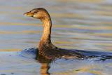 Pied-billed Grebe