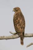 Red-shouldered Hawk