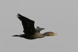 Double-crested Cormorant